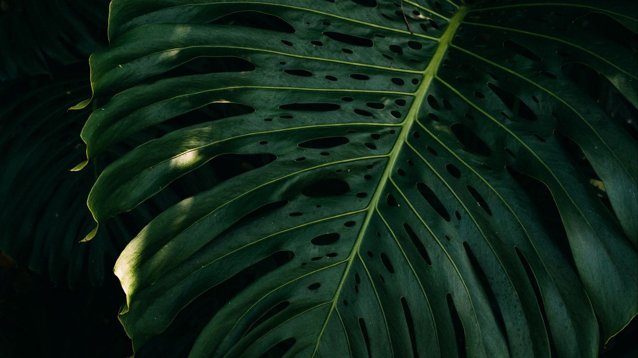 Обои лист, растение, зеленый, поверхность