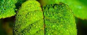 Превью обои лист, размытие, капли, макро, зеленый