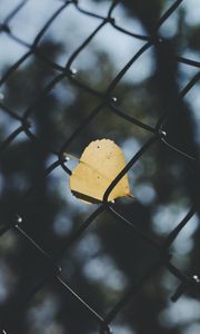 Превью обои лист, сетка, забор, размытость