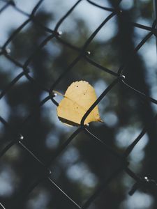 Превью обои лист, сетка, забор, размытость