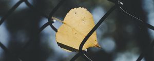 Превью обои лист, сетка, забор, размытость