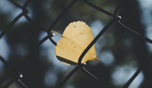 Превью обои лист, сетка, забор, размытость