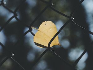 Превью обои лист, сетка, забор, размытость