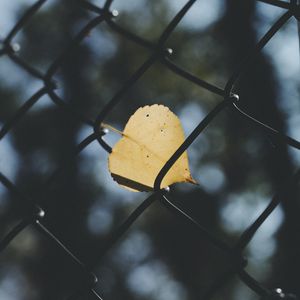 Превью обои лист, сетка, забор, размытость