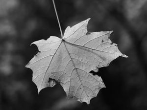 Превью обои лист, сухой, осень, макро, черно-белый