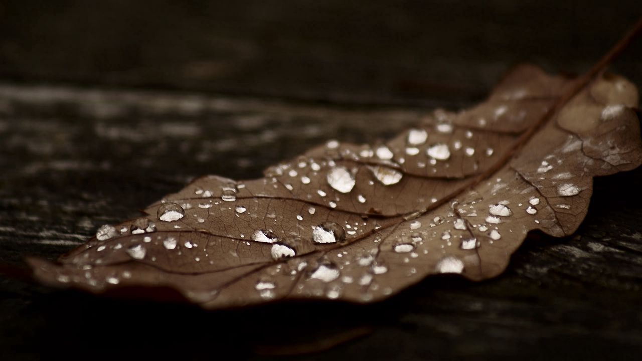 Обои лист, сухой, осень, коричневый, темный