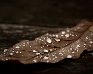 Превью обои лист, сухой, осень, коричневый, темный