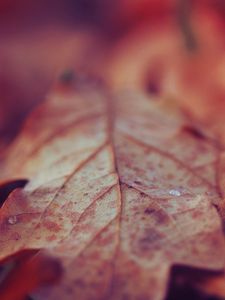 Превью обои лист, сухой, поверхность, осень