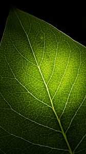 Превью обои лист, свет, прожилки, макро, зеленый