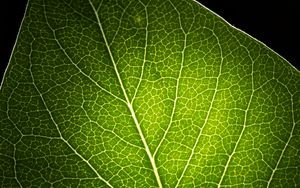 Превью обои лист, свет, прожилки, макро, зеленый