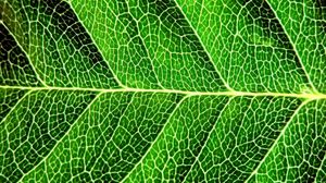 Превью обои лист, тень, зеленый, деление, форма, полосы