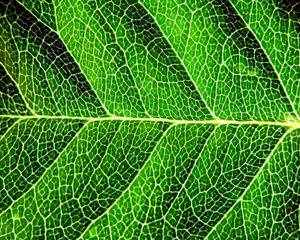 Превью обои лист, тень, зеленый, деление, форма, полосы