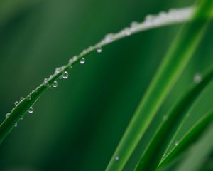 Превью обои лист, трава, капли, вода, макро, зеленый