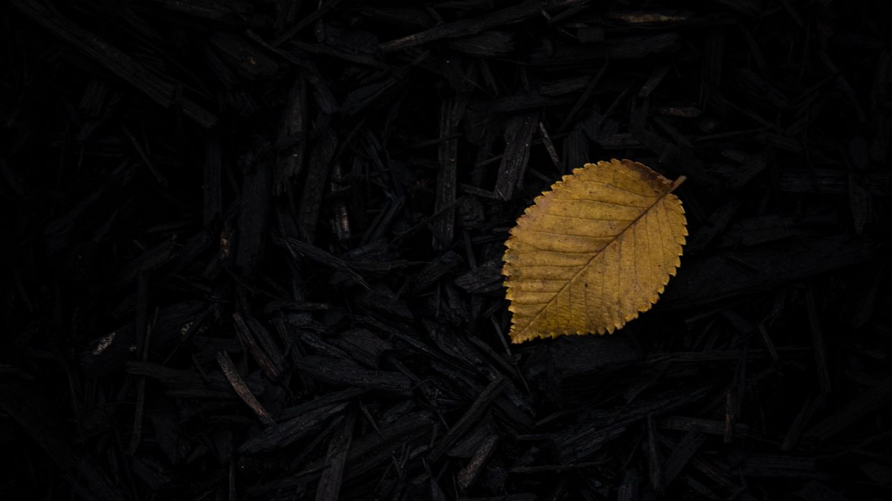 Обои лист, трава, желтый, темный