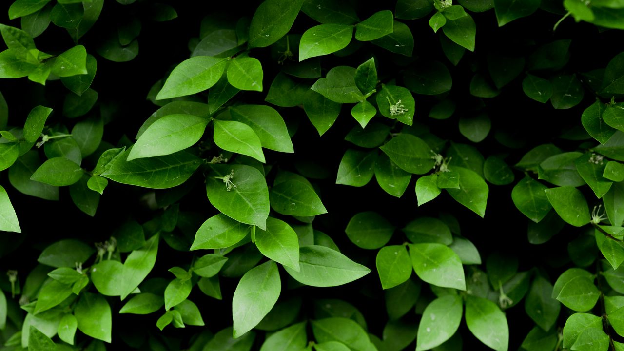 Обои лист, ветка, куст, зеленый