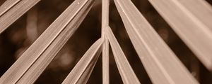 Превью обои лист, ветка, растение, размытие, макро