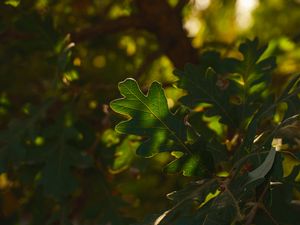 Превью обои лист, ветка, растение, дерево, природа