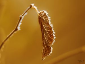 Превью обои лист, ветка, сухой, мороз, макро