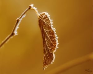 Превью обои лист, ветка, сухой, мороз, макро