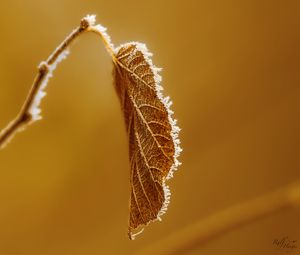 Превью обои лист, ветка, сухой, мороз, макро