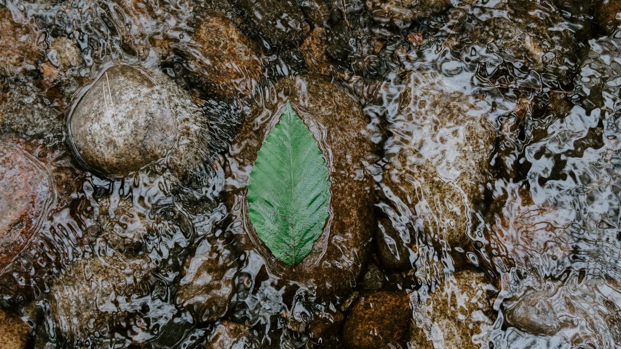 Обои лист, вода, камни, течение