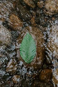 Превью обои лист, вода, камни, течение