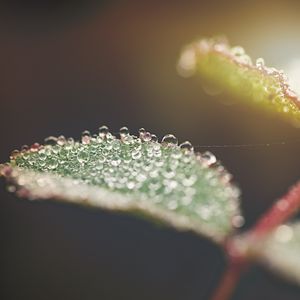 Превью обои лист, вода, капли, макро, размытие