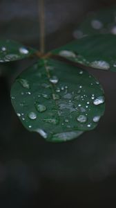 Превью обои лист, вода, капли, дождь, макро
