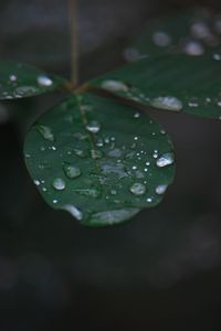 Превью обои лист, вода, капли, дождь, макро