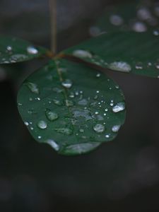 Превью обои лист, вода, капли, дождь, макро