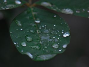 Превью обои лист, вода, капли, дождь, макро