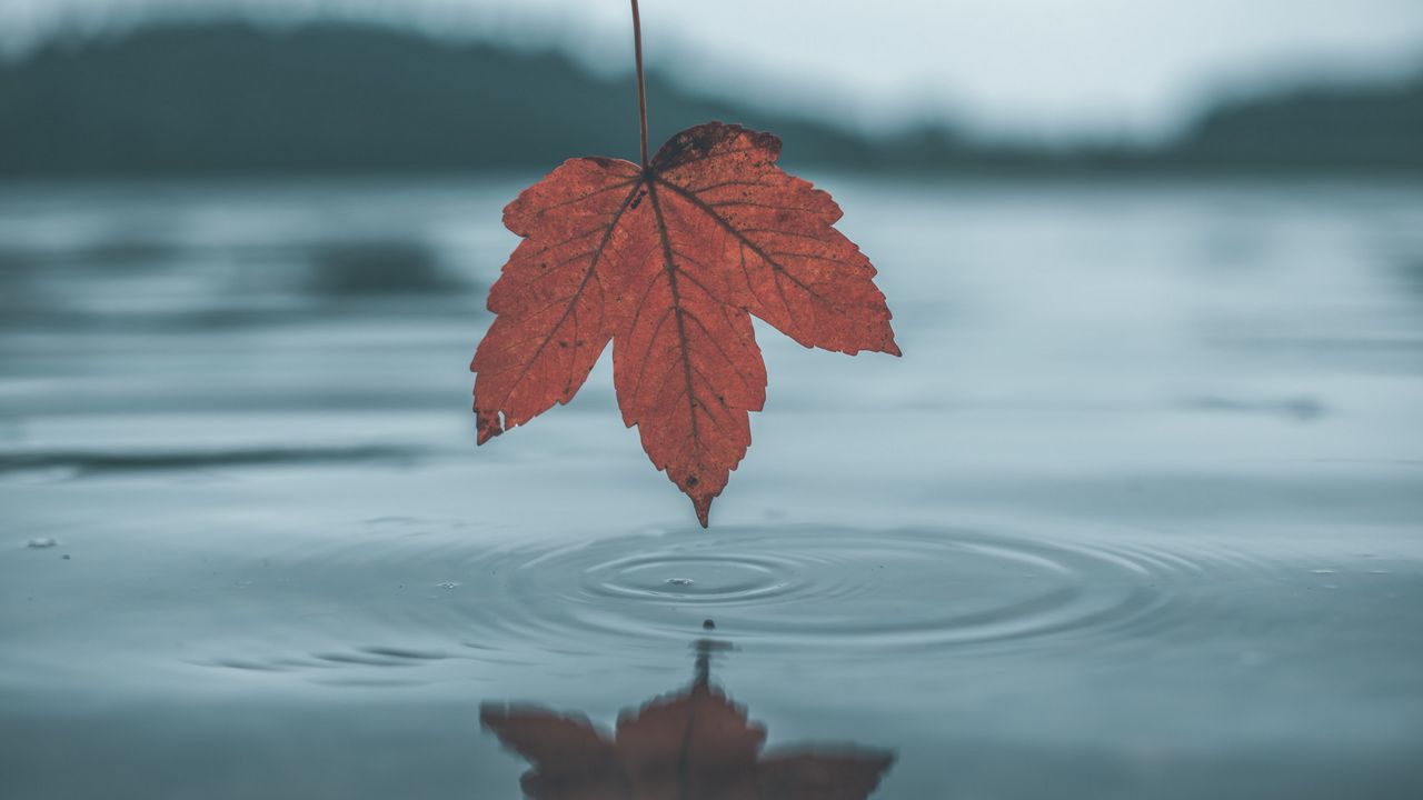 Обои лист, вода, осень, отражение