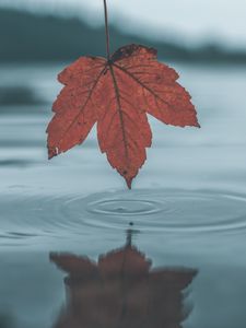 Превью обои лист, вода, осень, отражение