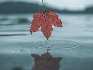 Превью обои лист, вода, осень, отражение