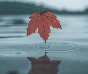 Превью обои лист, вода, осень, отражение