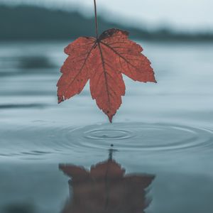 Превью обои лист, вода, осень, отражение
