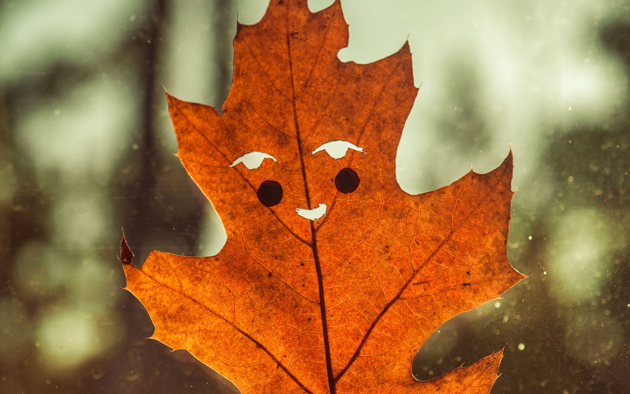 Осенний лист улыбается