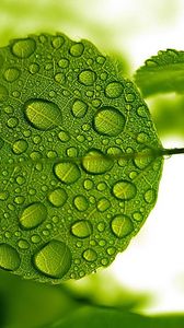 Превью обои лист, зеленый, капли, вода, форма
