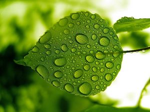 Превью обои лист, зеленый, капли, вода, форма