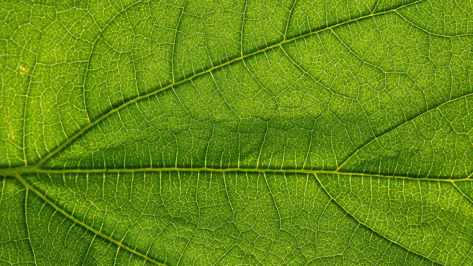 картинки зеленых листьев