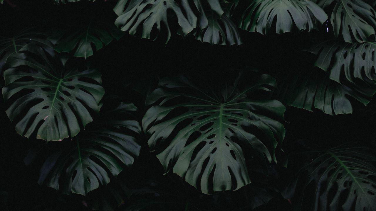 Обои лист, зеленый, темный, растение