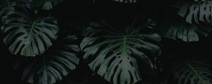 Превью обои лист, зеленый, темный, растение