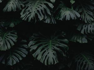 Превью обои лист, зеленый, темный, растение