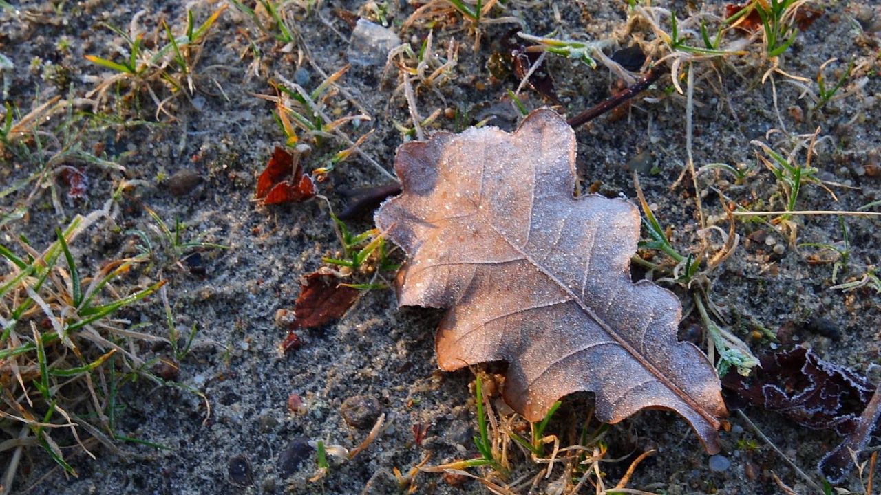 Обои лист, земля, дуб, холод, мороз, иней