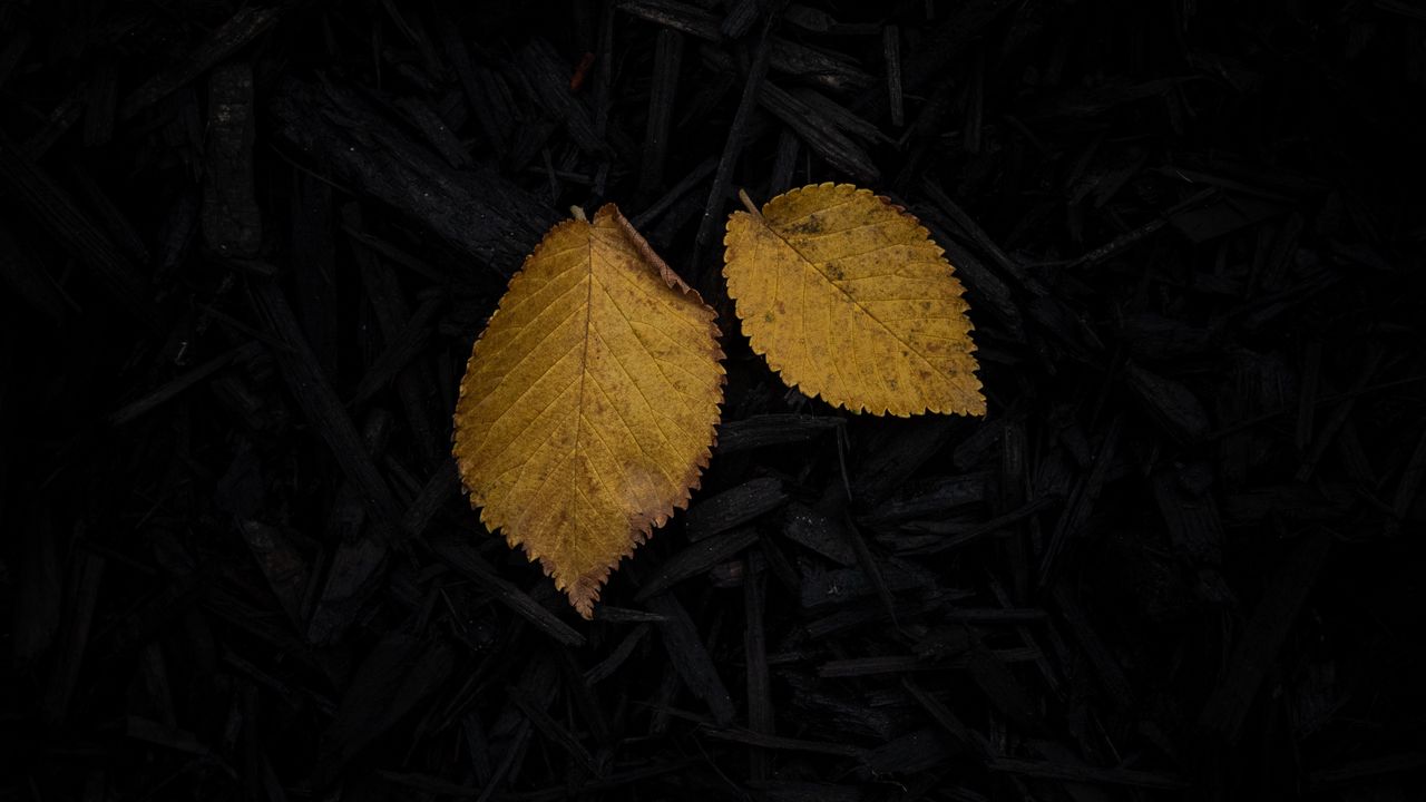 Обои лист, желтый, трава, темная