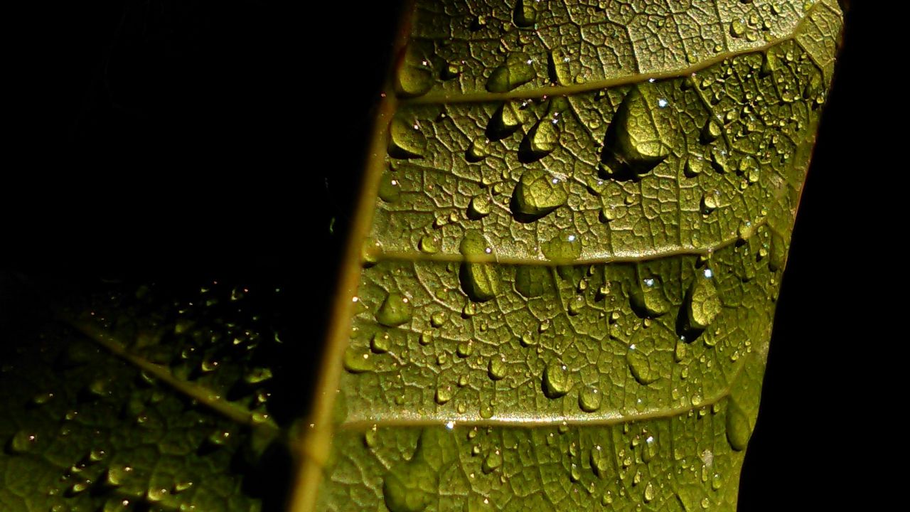 Обои лист, жилки, капли, мокрый, макро, зеленый