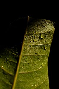 Превью обои лист, жилки, капли, мокрый, макро, зеленый