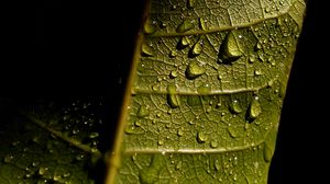 Превью обои лист, жилки, капли, мокрый, макро, зеленый