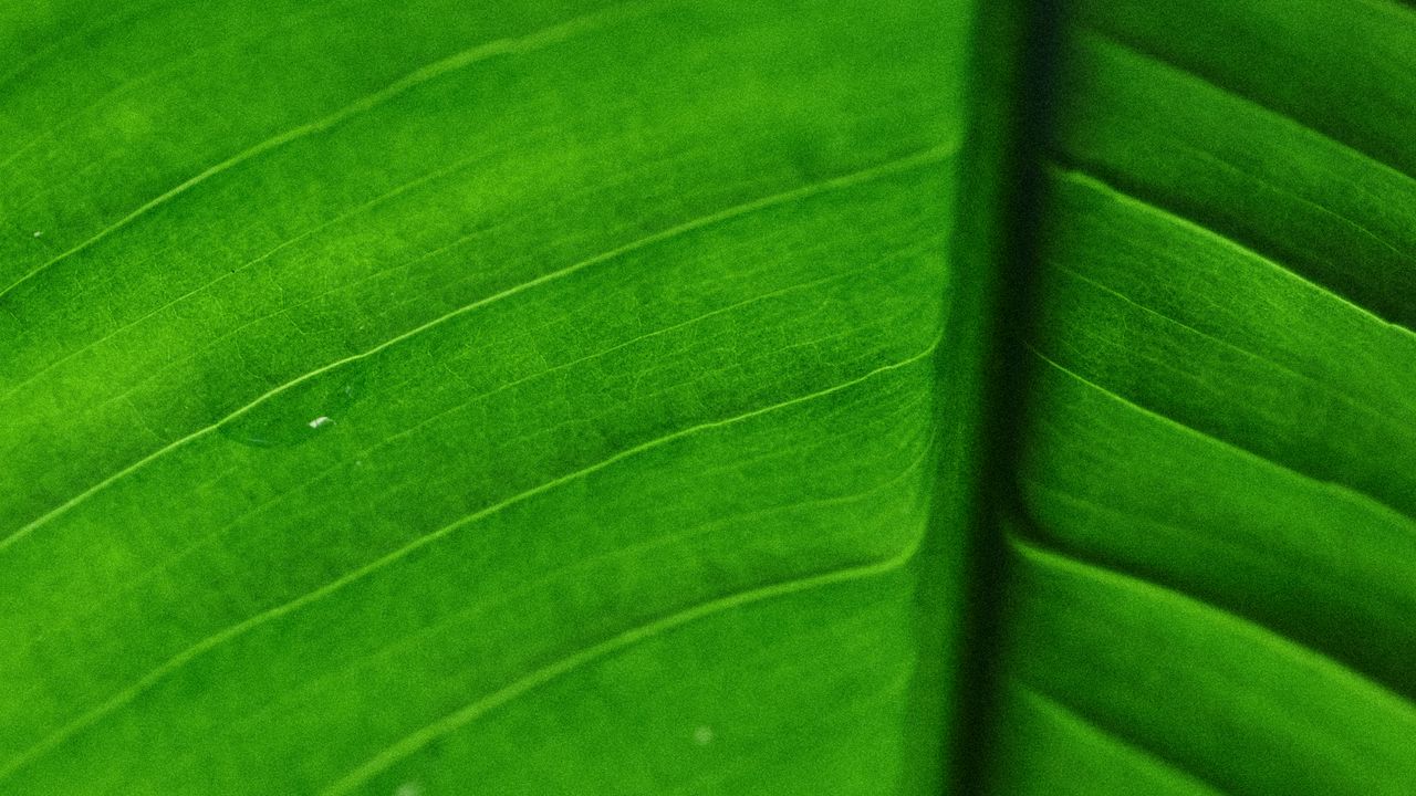 Обои лист, жилки, макро, поверхность, зеленый