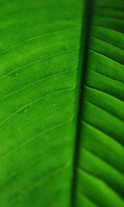 Превью обои лист, жилки, макро, поверхность, зеленый